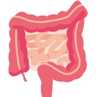 腸の画像