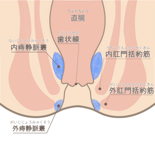 肛門